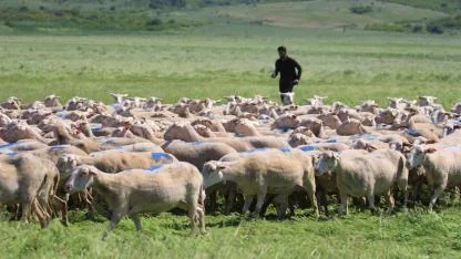 FAO, 2026'yı "Uluslararası Mera ve Çobanlar Yılı" ilan etti