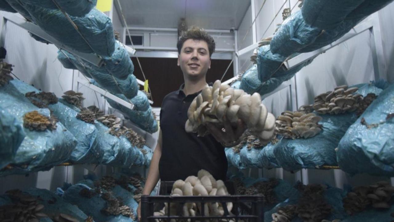 Genç avukat mantar üretiminde başarı hikayesi yazdı