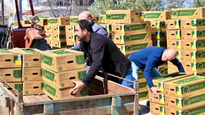 Gördesli üreticilere 73 bin domates fidesi desteği