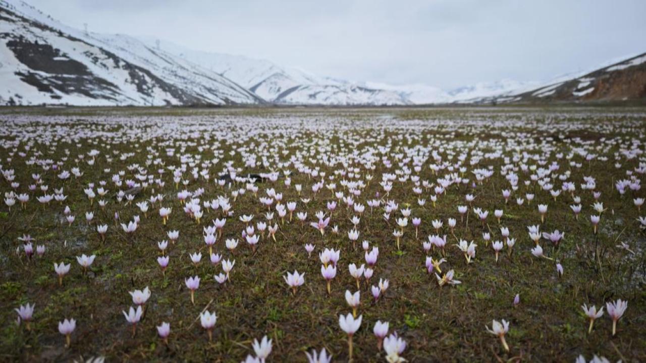 Güzeldere Vadisi çiğdemlerle renklendi: Eşsiz manzara oluştu