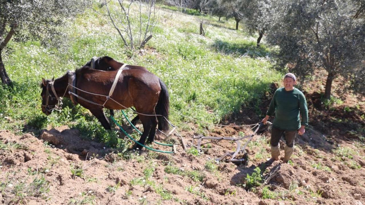 İlkel tarım aracı ama günlük 6 bin lira kazanıyorlar
