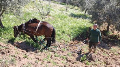İlkel tarım aracı ama günlük 6 bin lira kazanıyorlar