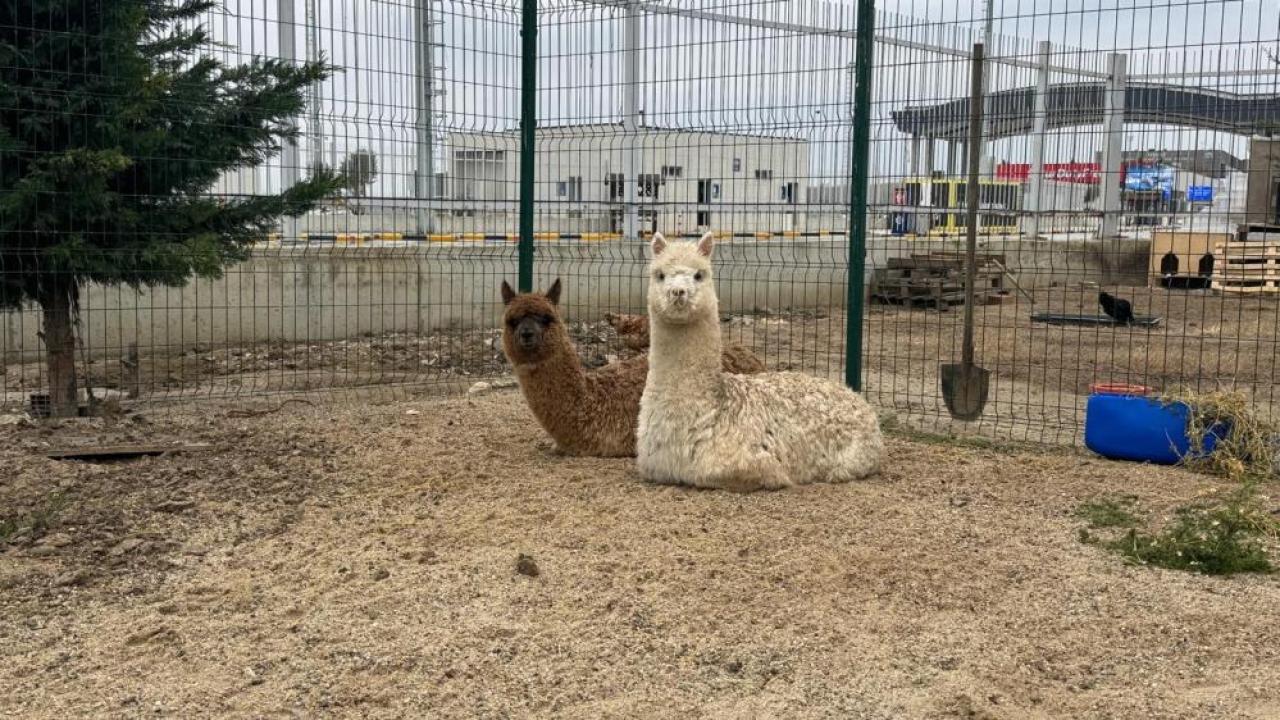 İpsala'da 2 alpaka ve 67 kanatlı hayvan ele geçirildi