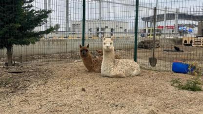 İpsala'da 2 alpaka ve 67 kanatlı hayvan ele geçirildi