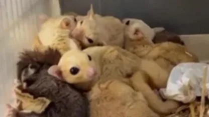 Isparta'da 33 şeker planörü ele geçirildi