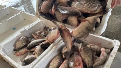 İstila etti çoğaldı, yayıldı; balıkçılara gelir kaynağı oldu