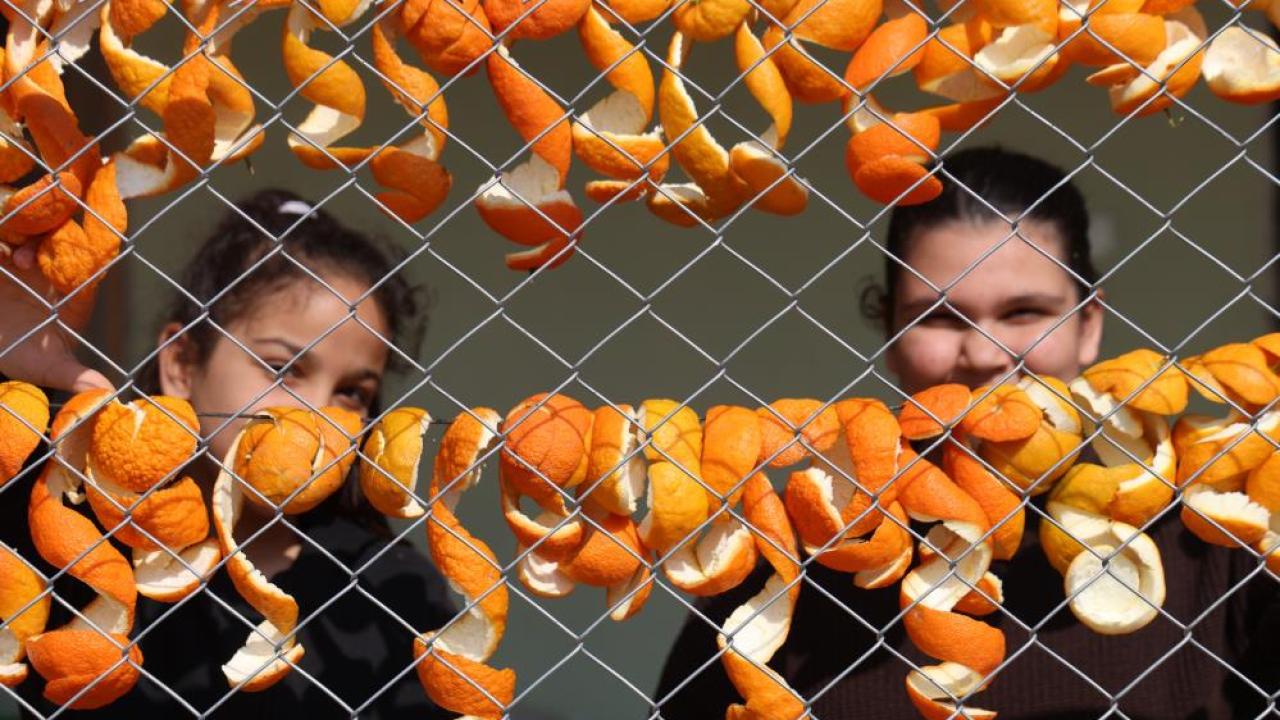 Kabuğunu kurutuyorlar, meyvesinden ekşi yapıyorlar