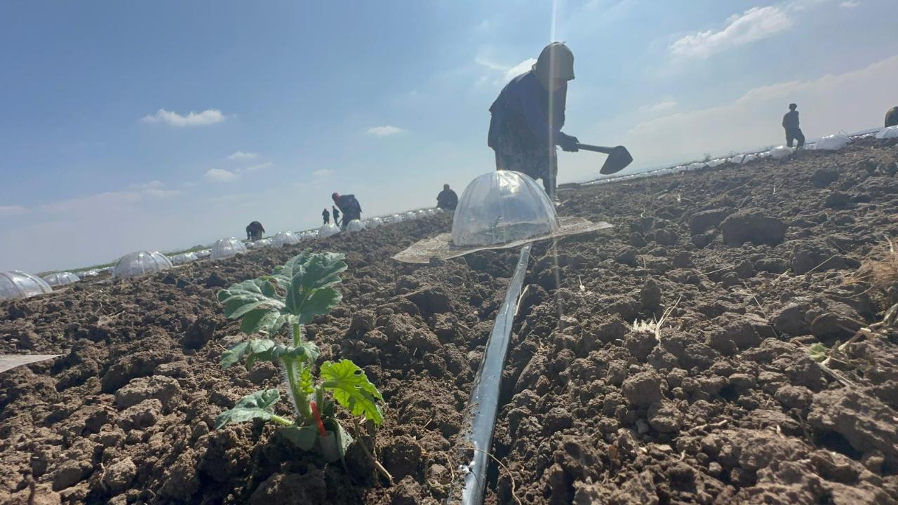 Karacabey Ovası'nda turfanda karpuz ekimi başladı