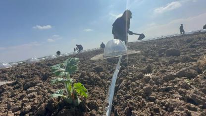 Karacabey Ovası'nda turfanda karpuz ekimi başladı