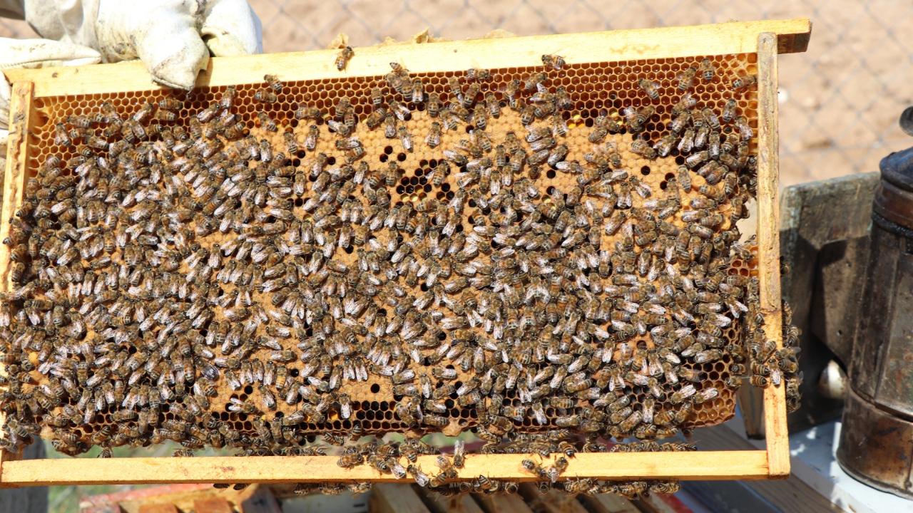 Kayseri Büyükşehir'in arı desteğinde kuralar çekiliyor