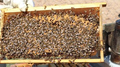 Kayseri Büyükşehir'in arı desteğinde kuralar çekiliyor