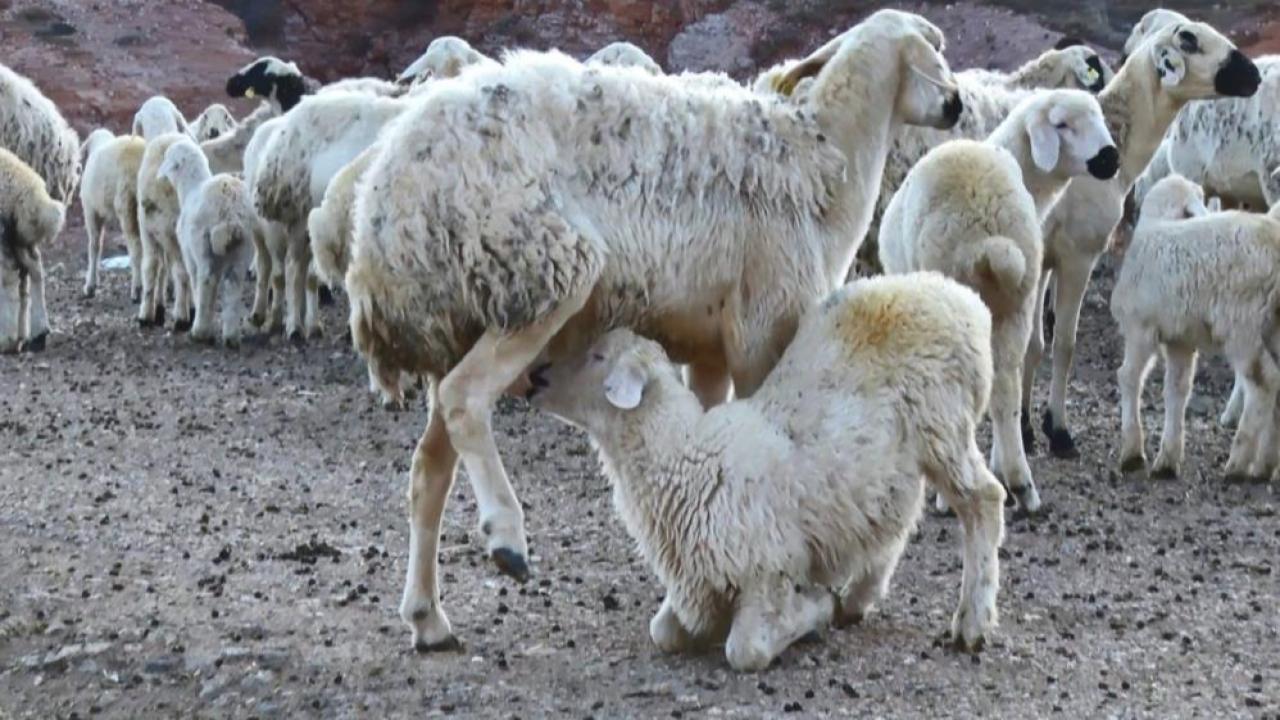 Koyun yetiştiricisi: Koyunculuk kolay değil çilesi çok