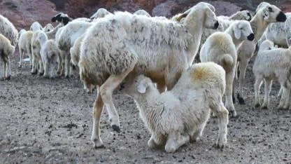 Koyun yetiştiricisi: Koyunculuk kolay değil çilesi çok