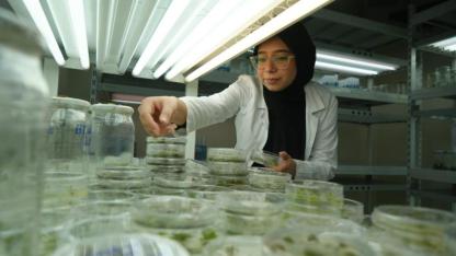 Kuraklığa dayanıklı domates çeşitleri geliştiriliyor