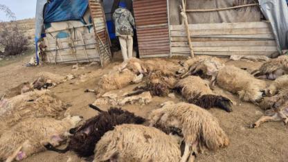 Kurt panik yarattı; birbirini ezen koyunlardan 64'ü öldü