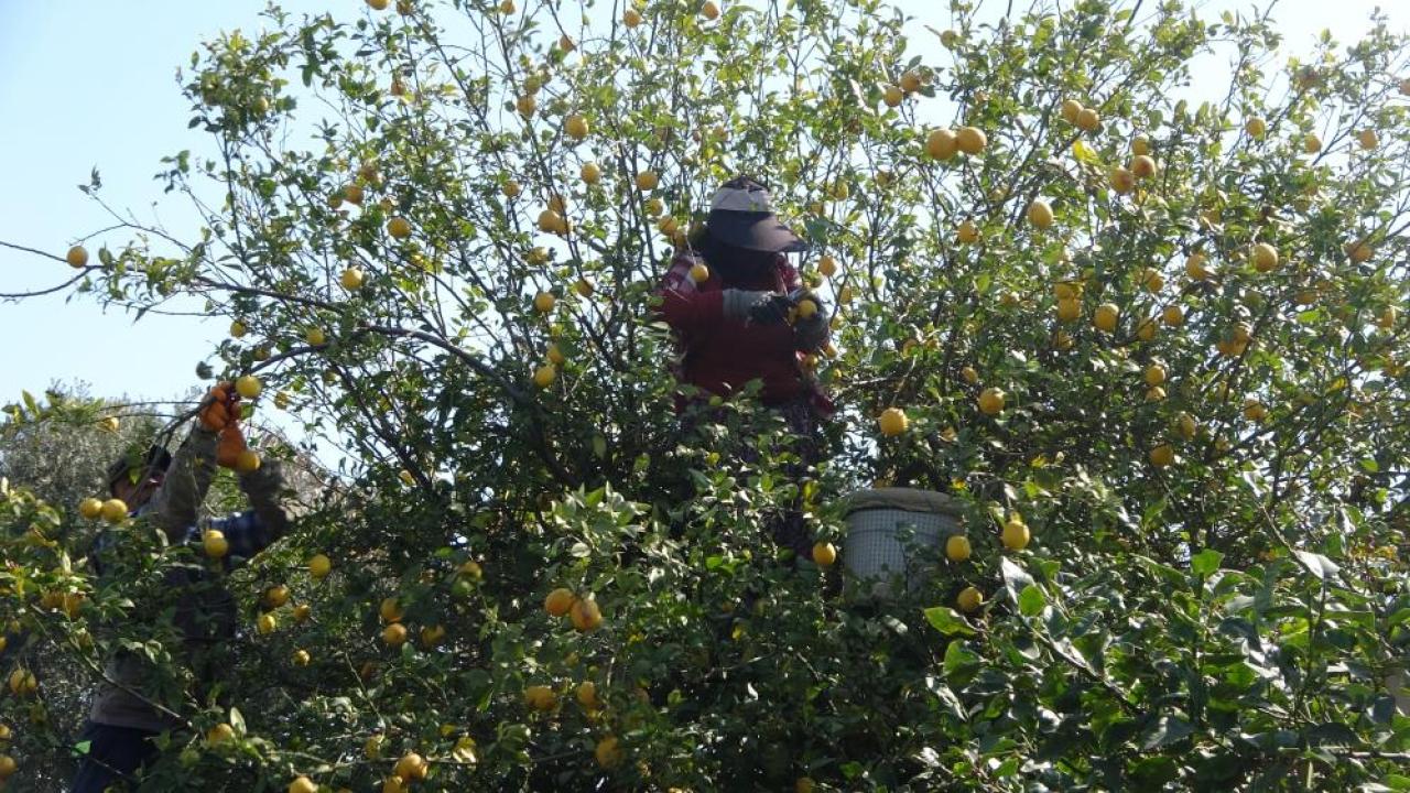 Limonda hasadın sonuna yaklaşıldı; tarlada kilosu 50 lira