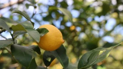 Limonda üretici fiyatları yıllık yüzde 410 yükseldi