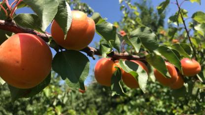 Malatya kayısısında bu yıl beklentiler yüksek