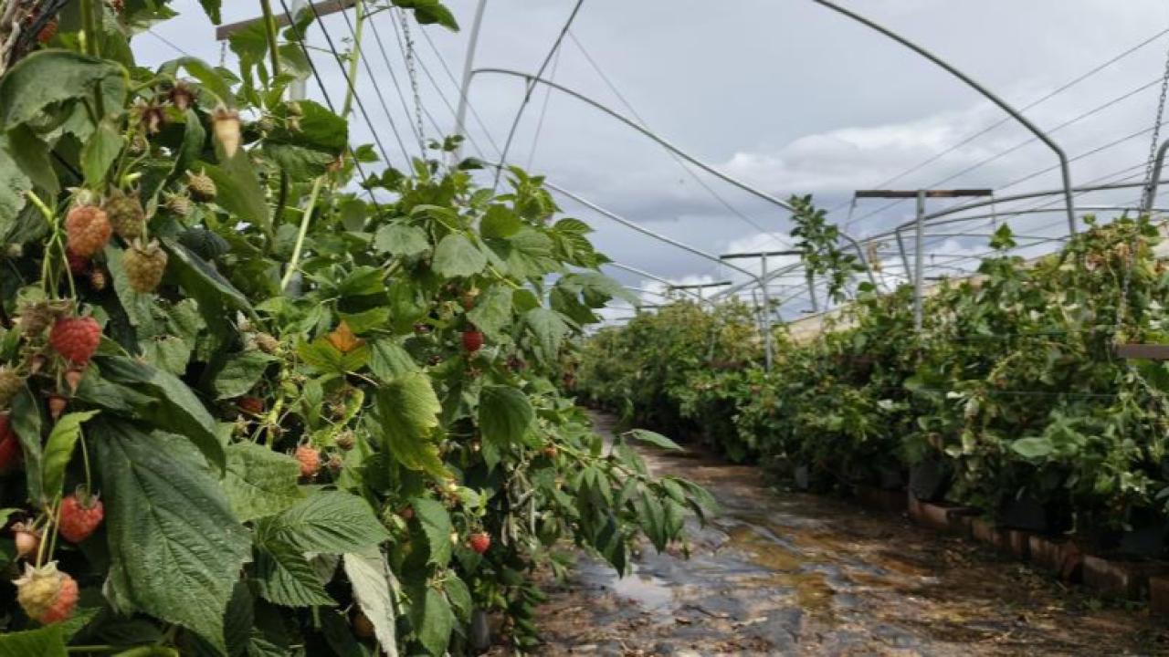 Mersin'in Silifke ilçesinde hortum seraları yerle bir etti