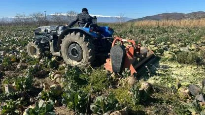 Pazarda 70 lira ama yüzbinlercesi tarlada çürüdü