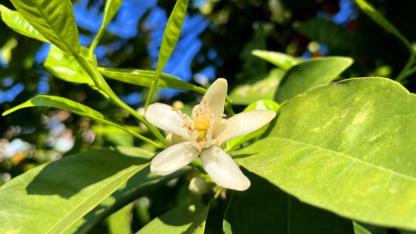 Portakal çiçek açtı kokusu Adana'yı sardı