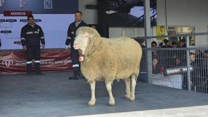Merinos koçu 1 milyon 110 bin liralık fiyatıyla rekor kırdı