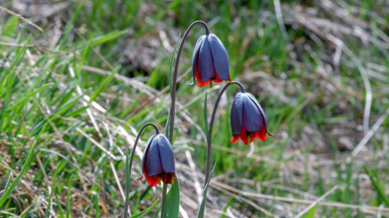 Sadece 20 gün çiçek açıyor koparmanın cezası 700 bin lira