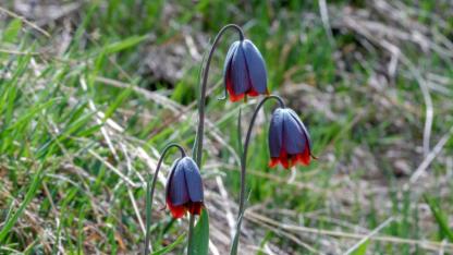 Sadece 20 gün çiçek açıyor koparmanın cezası 700 bin lira