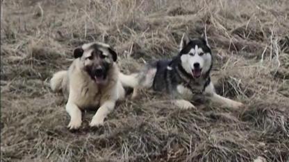 Sivas kangalı ile Sibirya kurdunun dostluğu ilgi gördü