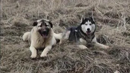 Sivas kangalı ile Sibirya kurdunun dostluğu ilgi gördü