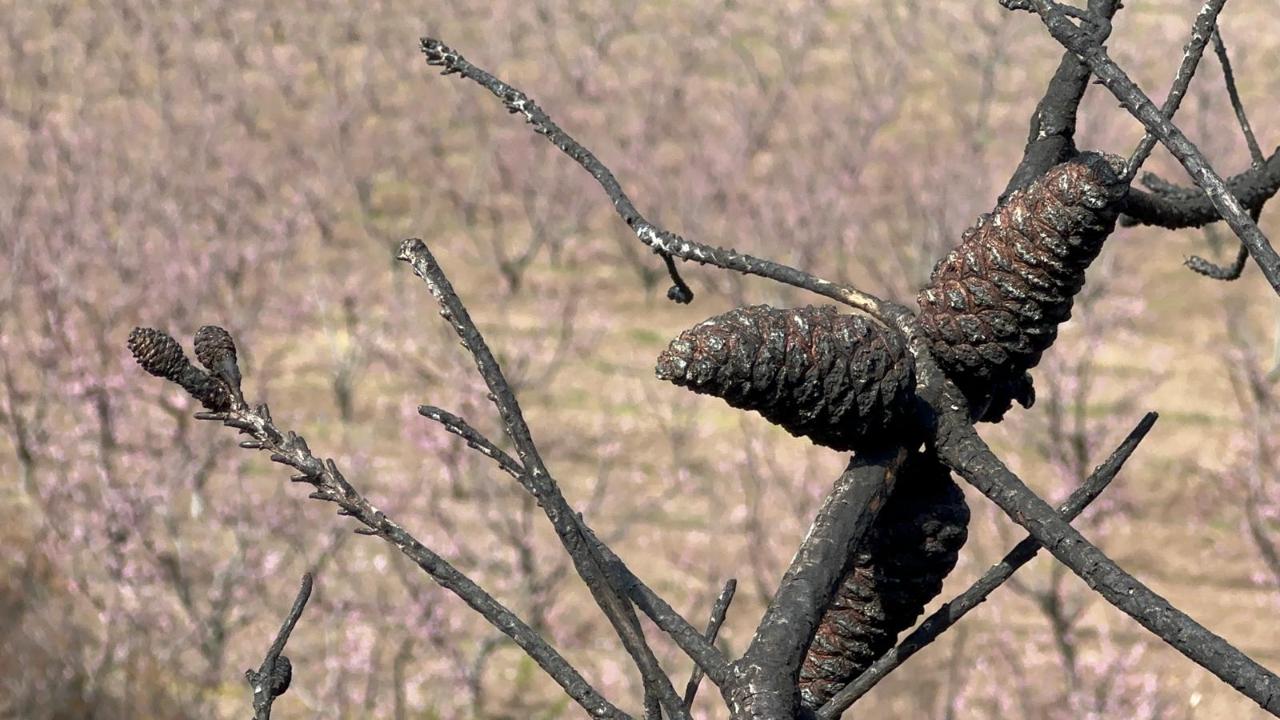 Siyahların ardında açan pembe şeftali çiçekleri