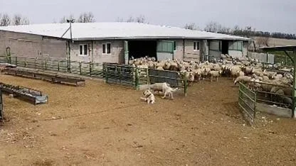 Sokak köpeği koyunları kovaladı çoban köpeği izledi