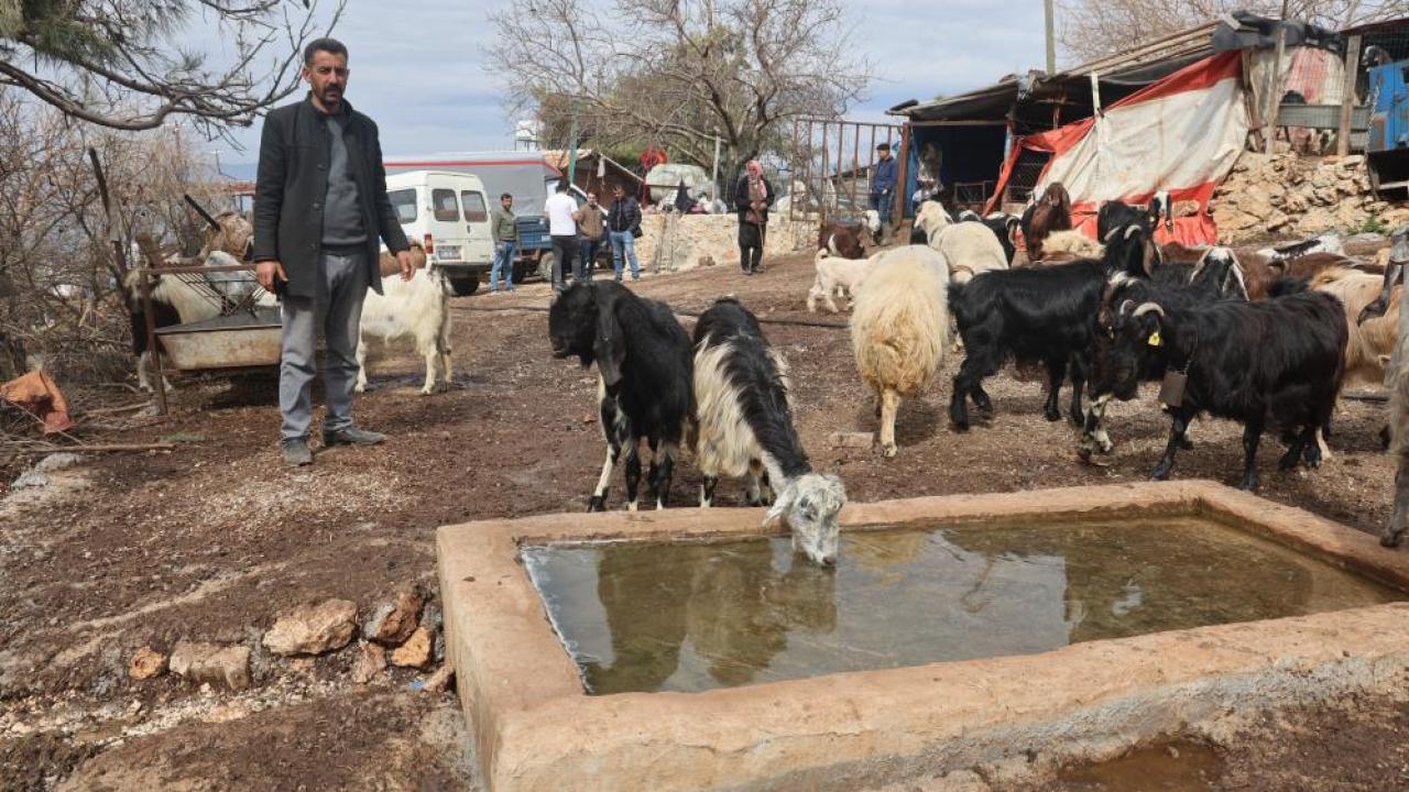 Su birikintisinden su içen 43 keçi öldü