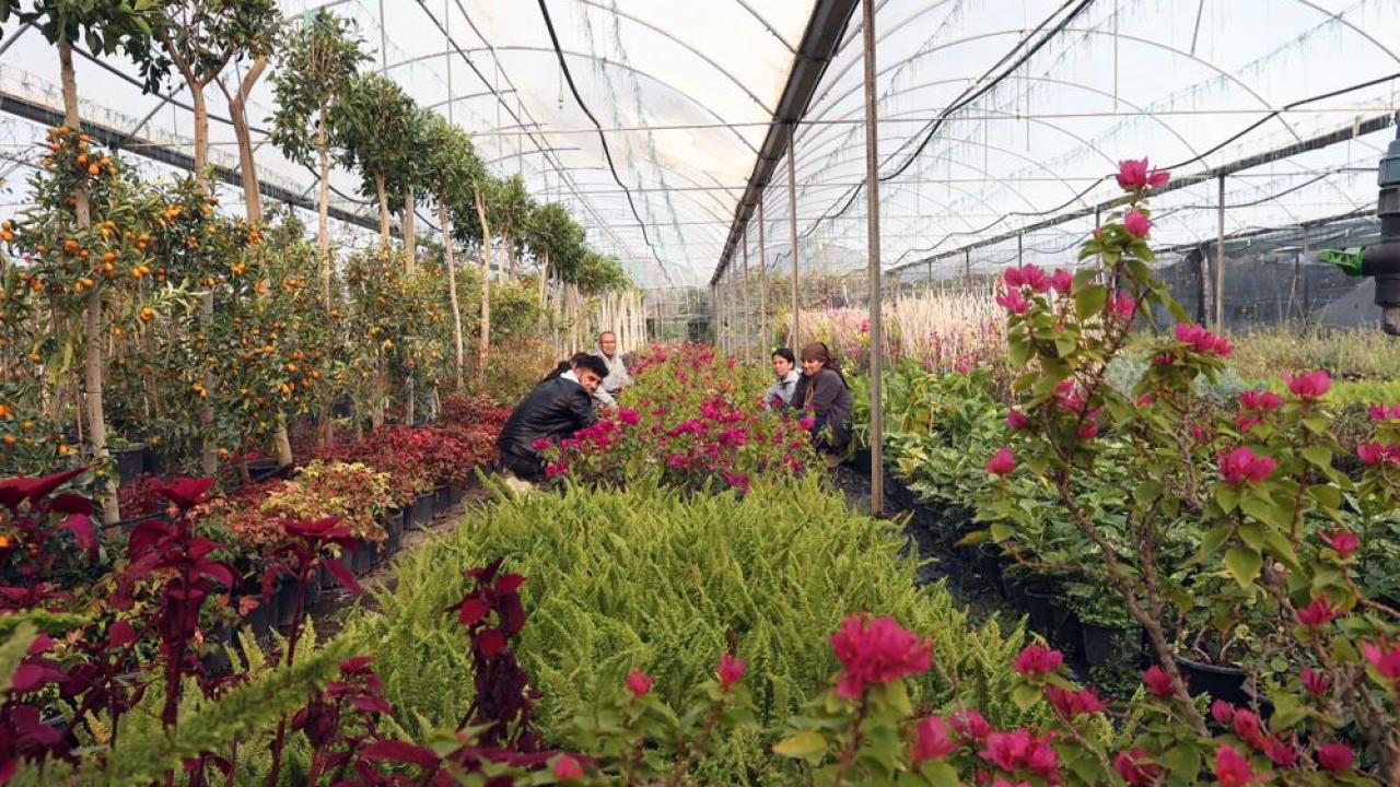 Süs bitkileri kooperatifinden Balıkesir Büyükşehir'e haciz