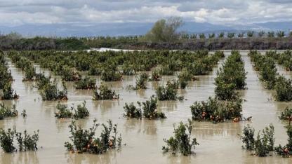 Tarsus'ta seralar ve meyve bahçeleri göle döndü