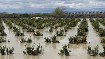 Tarsus'ta seralar ve meyve bahçeleri göle döndü