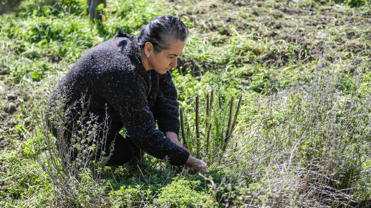Tıbbi aromatik bitki kursuna katılan kadının hayatı değişti