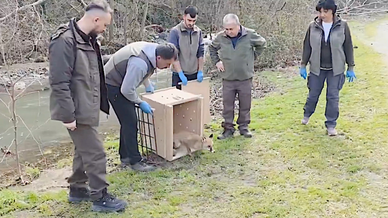 Tilki ve ördekler Longoz Ormanları'nda özgürlüğe kavuştu