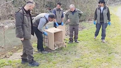 Tilki ve ördekler Longoz Ormanları'nda özgürlüğe kavuştu