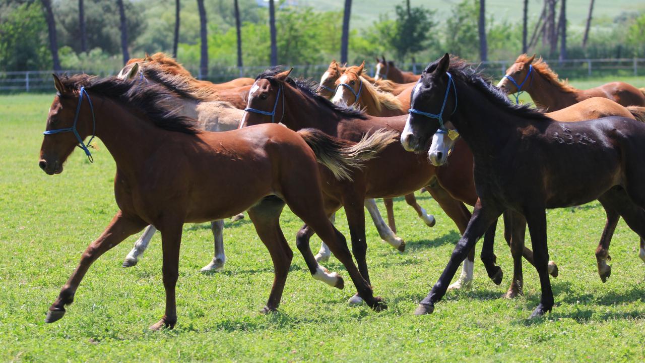 Türkiye’de Afrika At Vebası için tarama yapılıyor