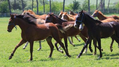 Türkiye’de Afrika At Vebası için tarama yapılıyor