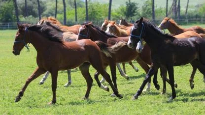 Türkiye’de Afrika At Vebası için tarama yapılıyor