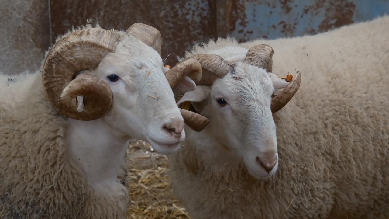 Türkiye'nin en değerli koçları rekor fiyatlara satılıyor
