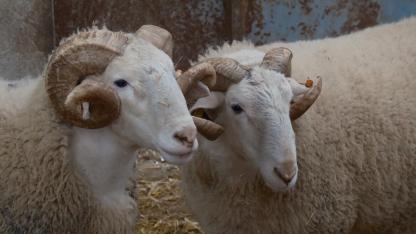 Türkiye'nin en değerli koçları rekor fiyatlara satılıyor