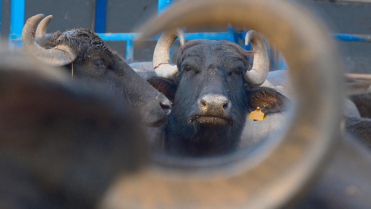 Yağ oranı korundu süt verimi 2 bin litreye çıktı