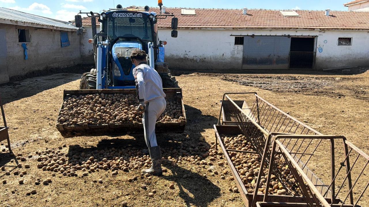 Yem maliyetini düşürmek için hayvanlara patates yediriyorlar