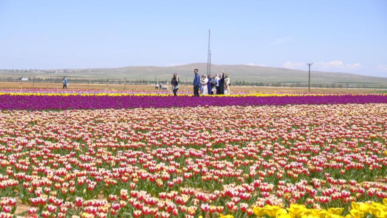15 milyon lale dikildi 2 günde 30 bin kişi geldi