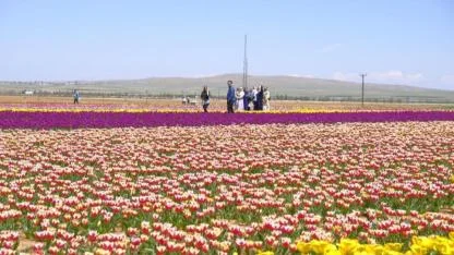 15 milyon lale dikildi 2 günde 30 bin kişi geldi