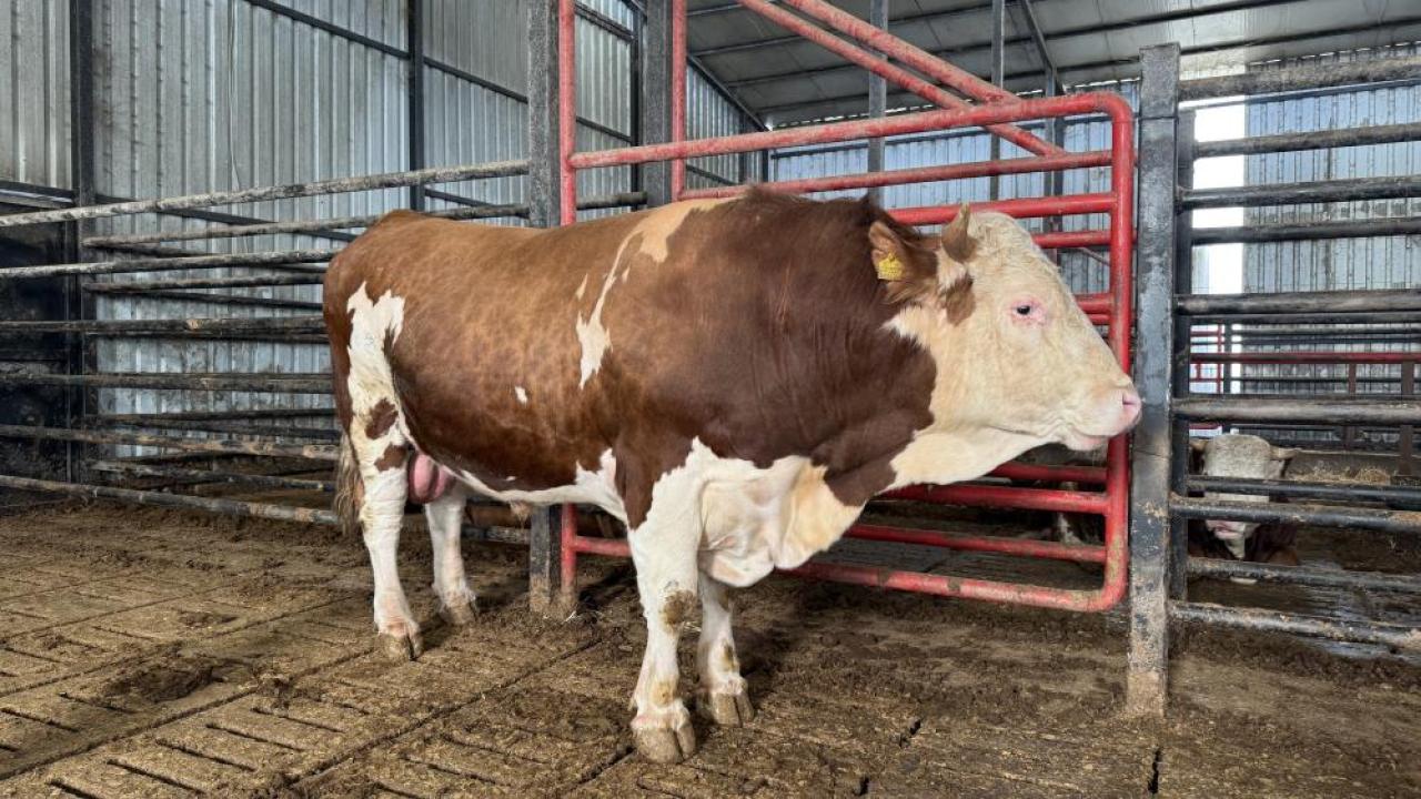 1,5 tonluk "lüks tosun"a 950 bin lira fiyat biçildi