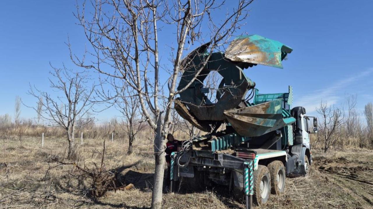 15 yıllık 77 kiraz ağacı kesilecekti; taşıyarak kurtardı